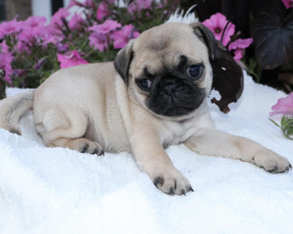 comprar cachorros sanos, baratos y asequibles para la venta